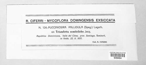 Pucciniosira pallidula image